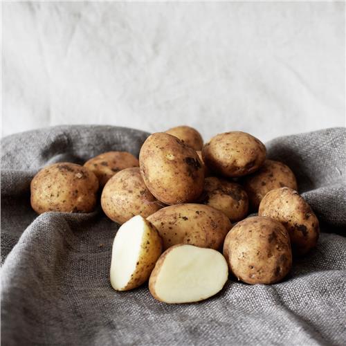 Potatoes Sebago Certified Organic